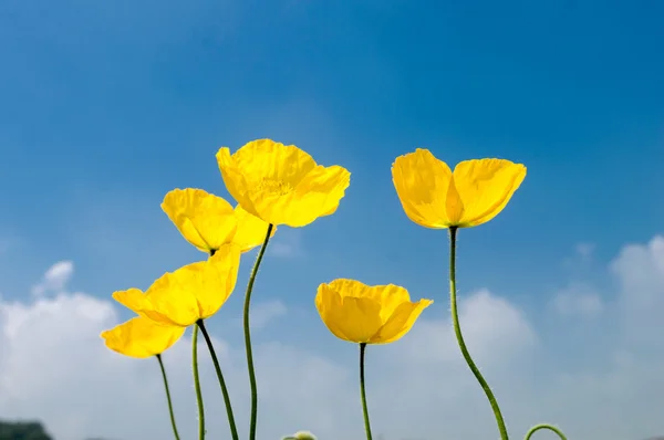 Flor de amapola — Foto de Stock