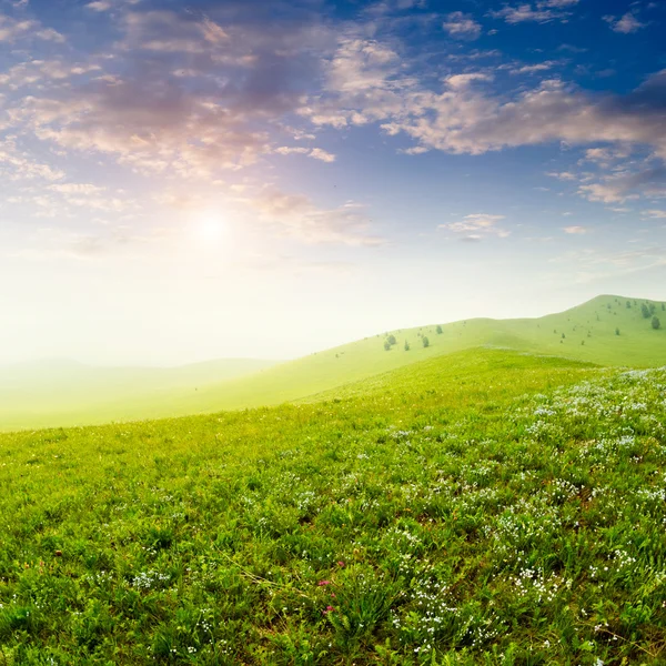 Sommaren gräsplan — Stockfoto