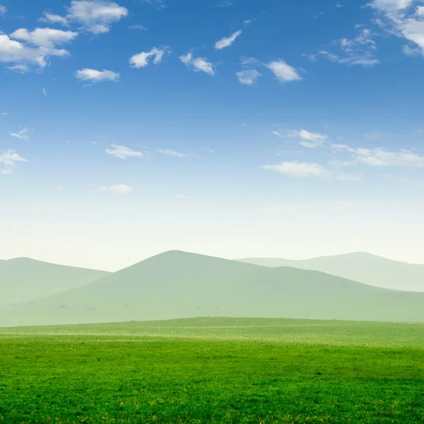 Estate campo di erba — Foto Stock