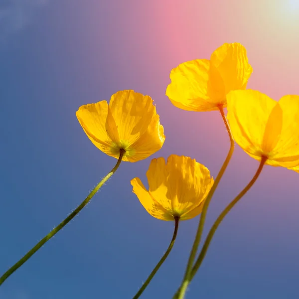 Poppy flower — Stock Photo, Image