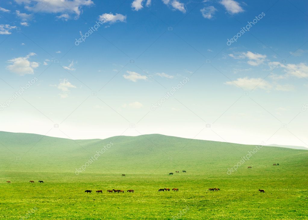 Horse on the grassland