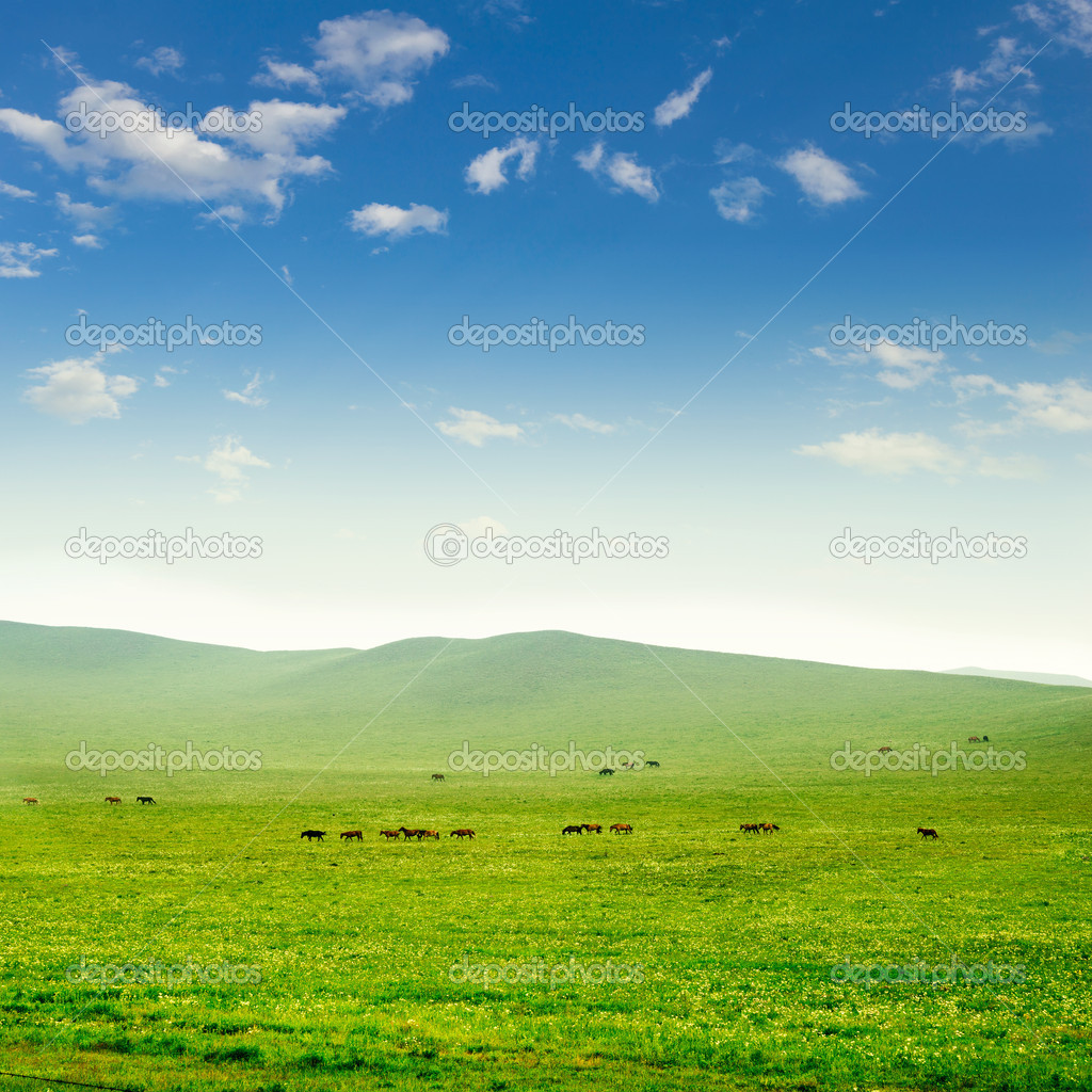 Horse on the grassland