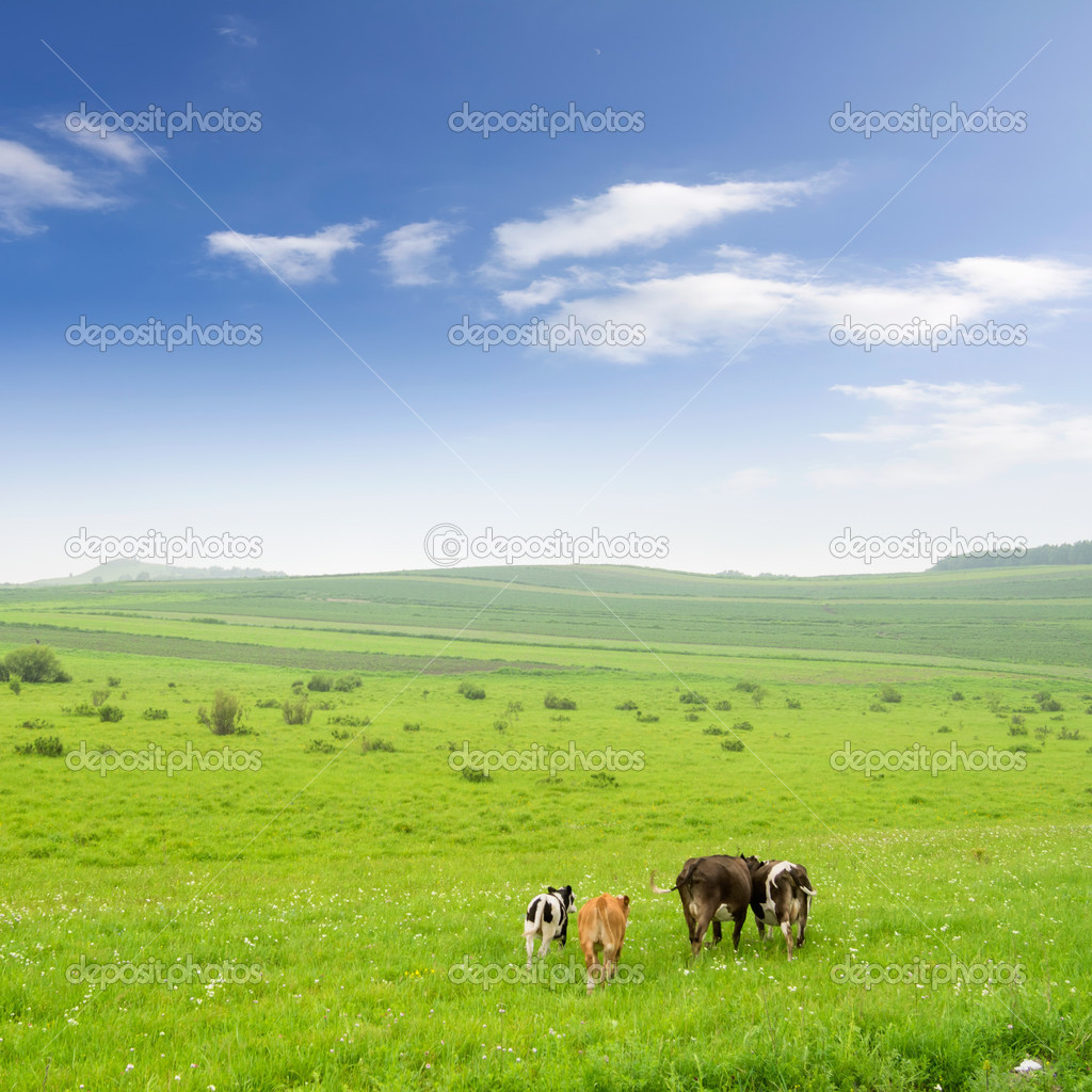 Cows in the grassland