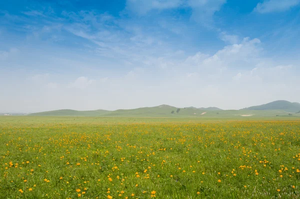 Parlak çimen — Stok fotoğraf