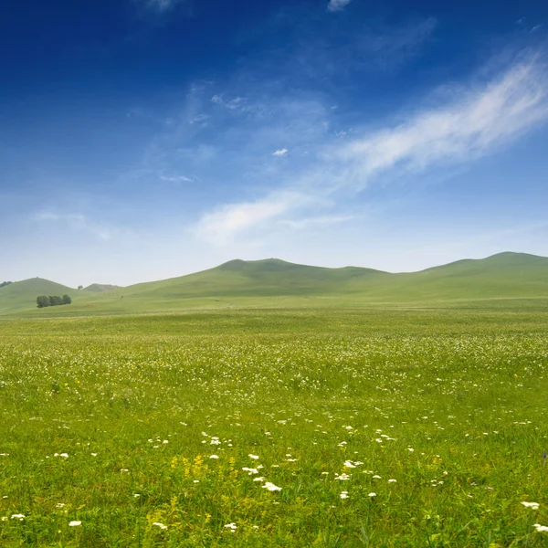 Parlak çimen — Stok fotoğraf