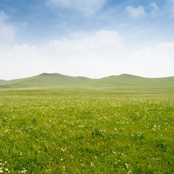 Parlak çimen — Stok fotoğraf