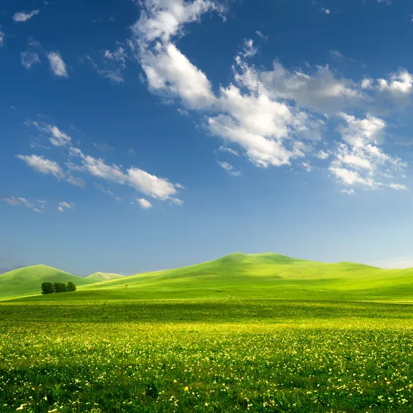 Albero solitario su erboso — Foto Stock