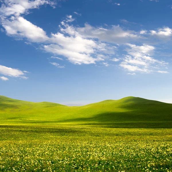 Bright grass — Stock Photo, Image