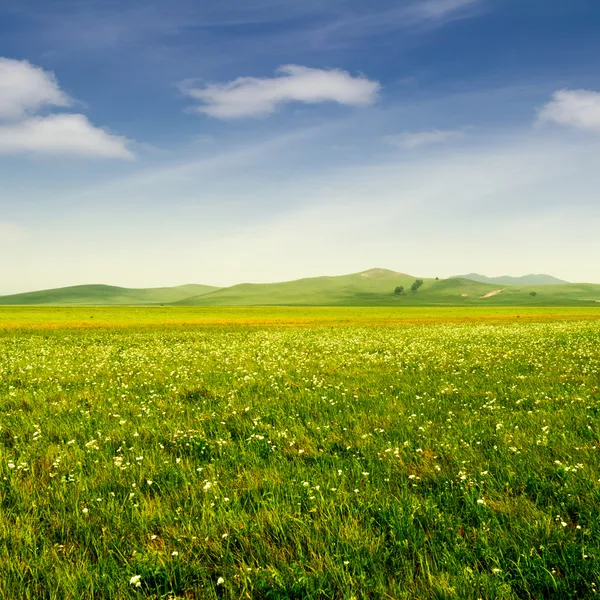 Parlak çimen — Stok fotoğraf