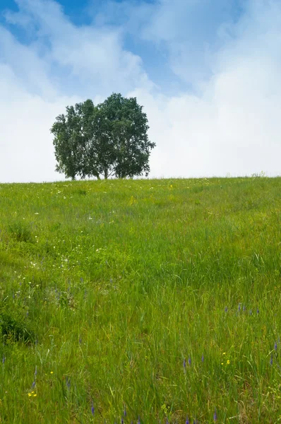 Albero solitario su erboso — Foto Stock