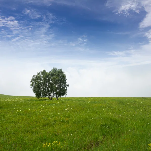 Samotne drzewo na trawiastych — Zdjęcie stockowe