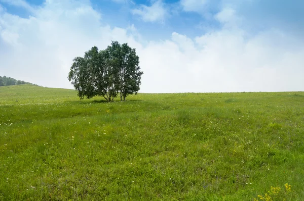 Einsamer Baum auf Gras — Stockfoto