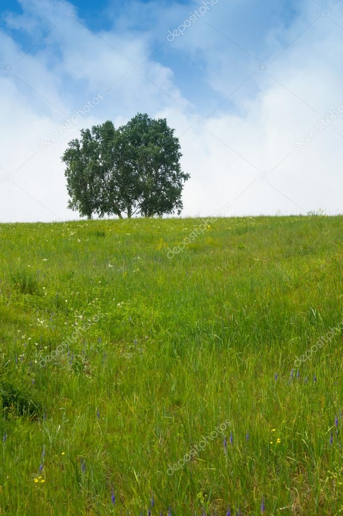 Solitary tree on grassy