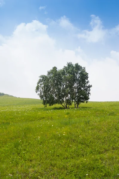 草原の孤独なツリー — ストック写真