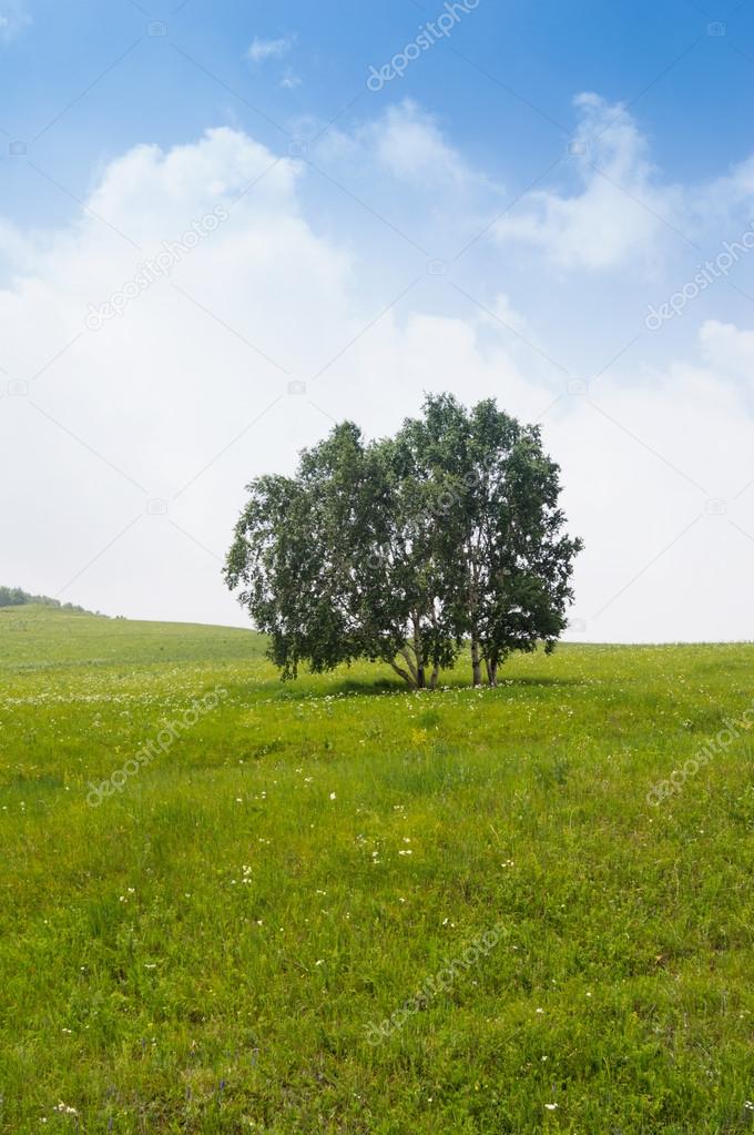 Solitary tree on grassy