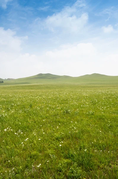 Parlak çimen — Stok fotoğraf