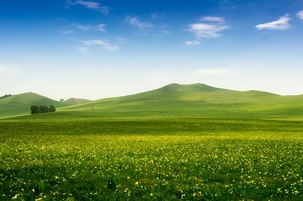 Albero solitario su erboso — Foto Stock