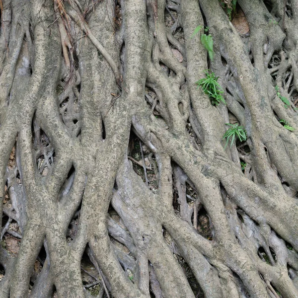 Banyan tree — стокове фото