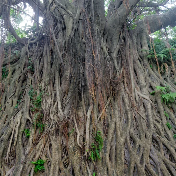 Árbol de Banyan — Foto de Stock