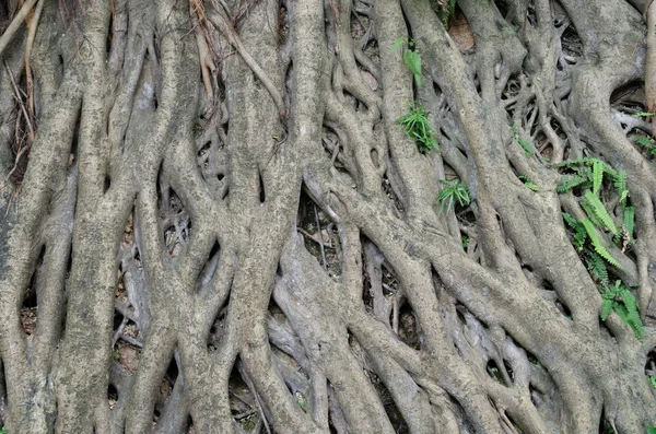 Árbol de Banyan — Foto de Stock