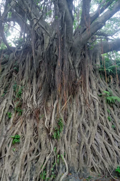 Banyan δέντρο — Φωτογραφία Αρχείου