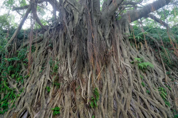 Banyan δέντρο — Φωτογραφία Αρχείου