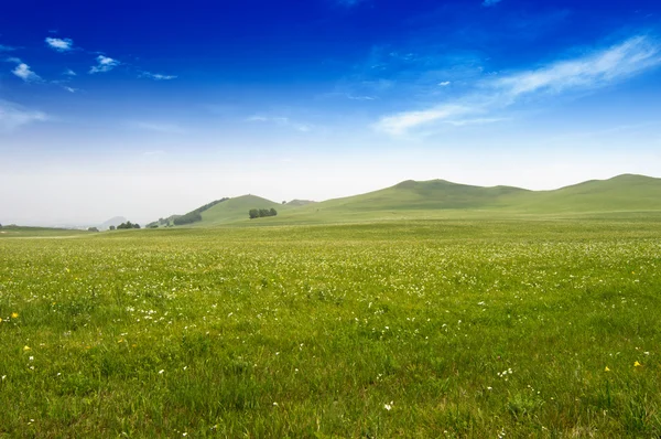 Parlak çimen — Stok fotoğraf