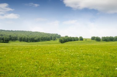 çimenli yalnız ağacı