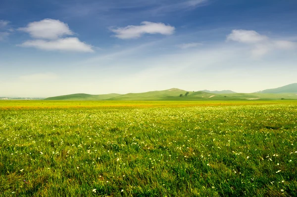 Яркая трава — стоковое фото