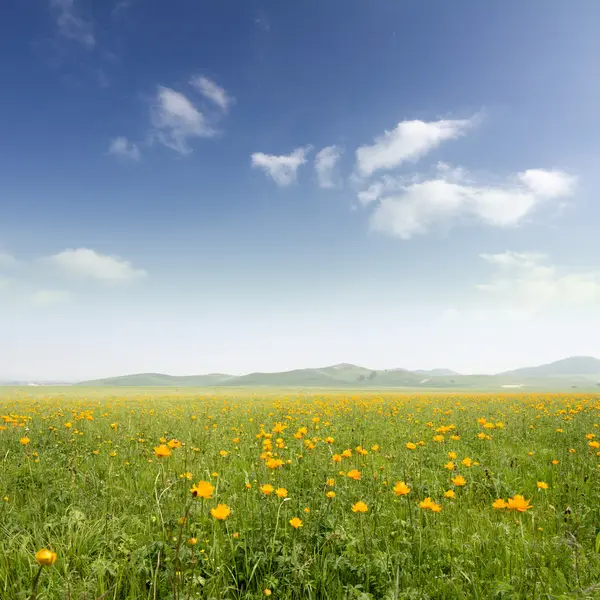 Bright grass — Stock Photo, Image