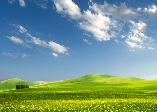 Albero solitario su erboso — Foto Stock