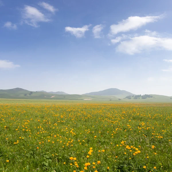 Parlak çimen — Stok fotoğraf