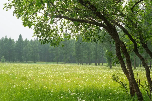 Lato pole trawa — Zdjęcie stockowe