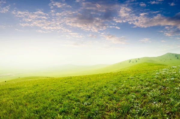 Champ d'herbe d'été — Photo