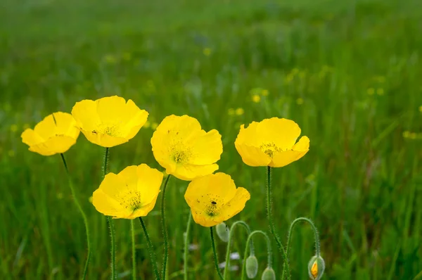 Poppy flower — Stock Photo, Image