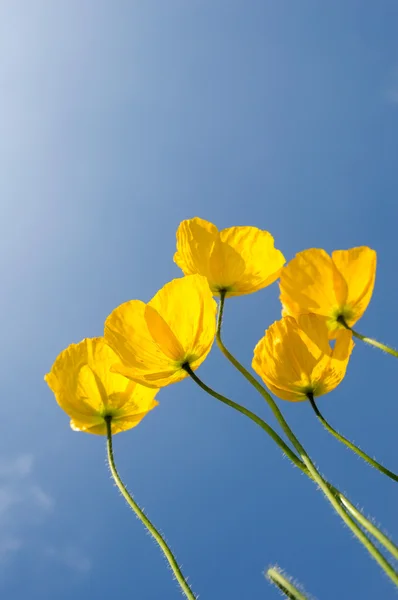 Flor de amapola — Foto de Stock