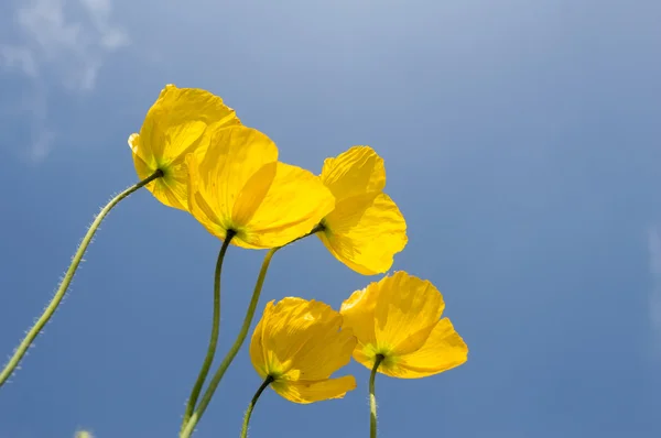 Flor de amapola — Foto de Stock