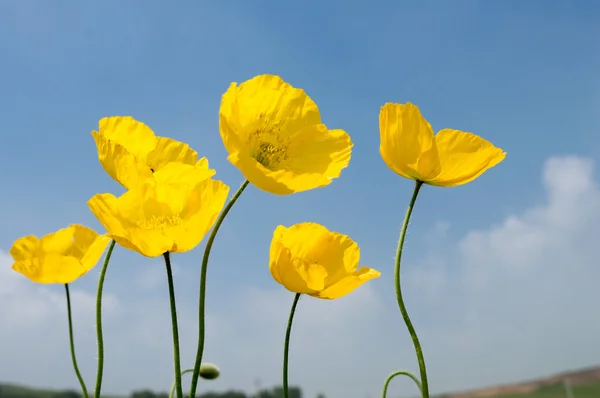 Poppy flower — Stock Photo, Image