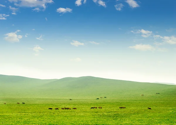 Paard op de grasland — Stockfoto