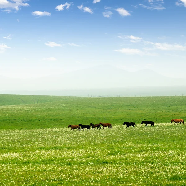 Paard op de grasland — Stockfoto