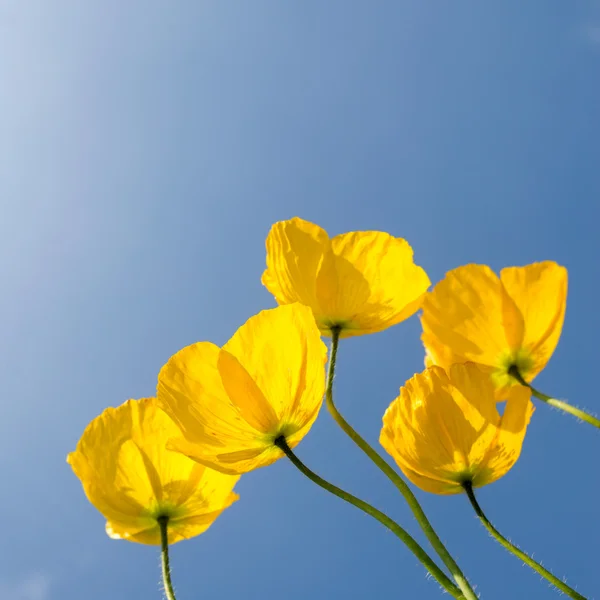 Flor de amapola — Foto de Stock