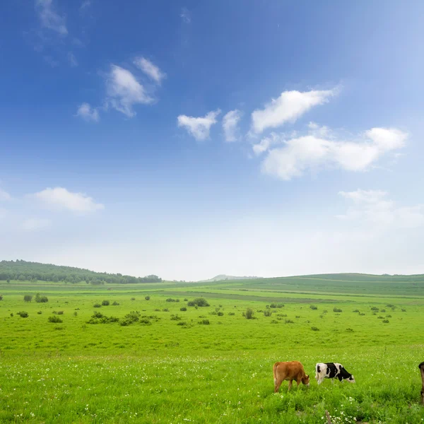 Vaches dans les prairies — Photo