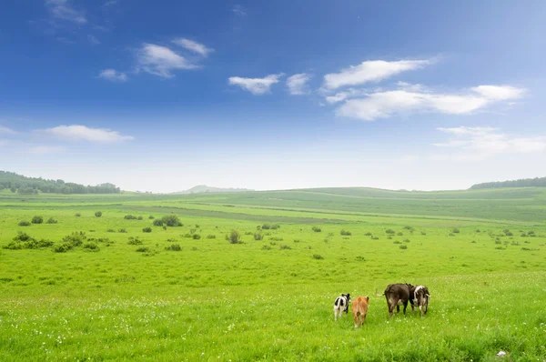 Kühe auf der Weide — Stockfoto