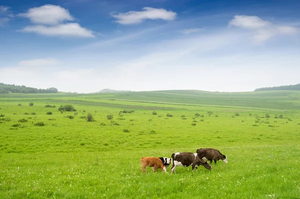 Koeien in het grasland — Stockfoto