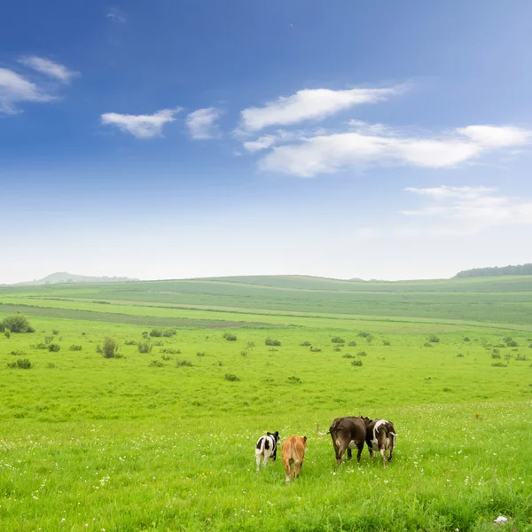 Koeien in het grasland — Stockfoto