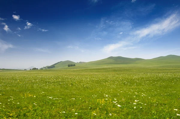 Parlak çimen — Stok fotoğraf