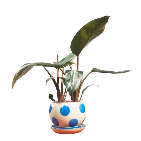 Potted — Stock Photo, Image