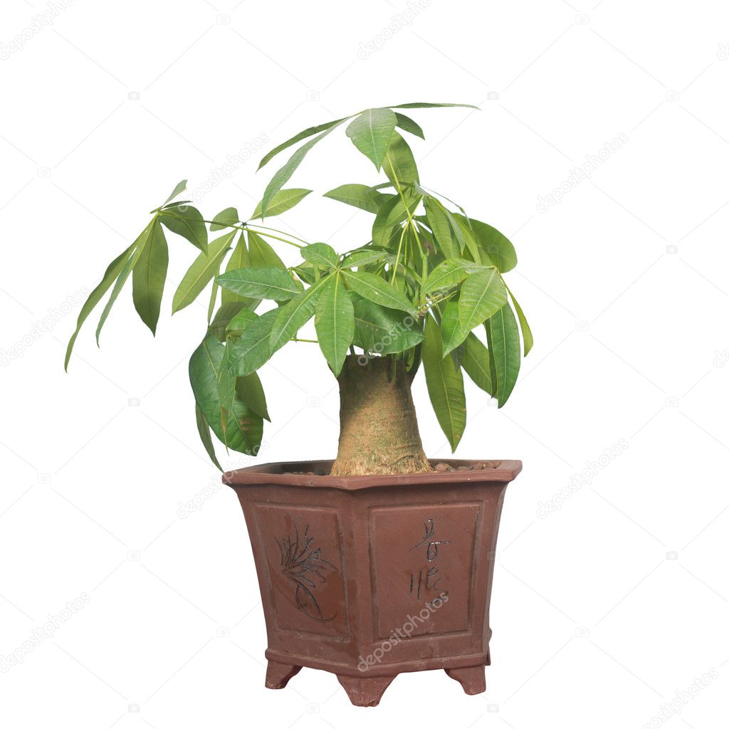 Potted