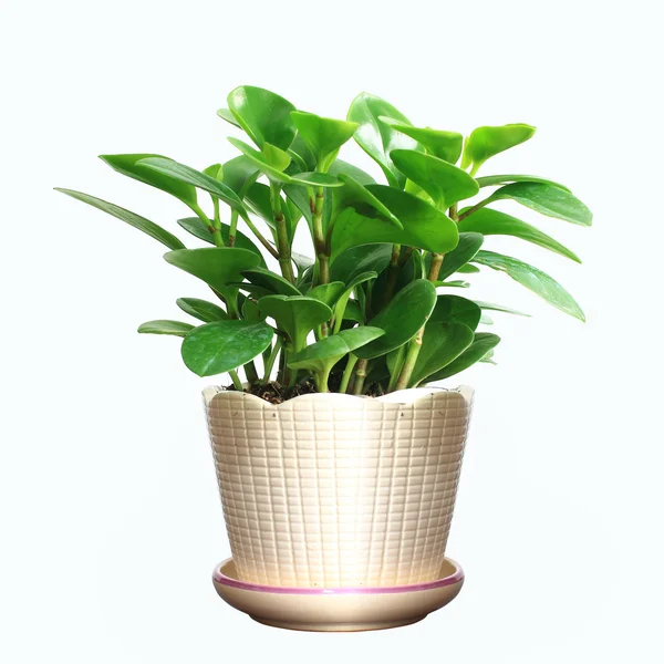 Potted — Stock Photo, Image