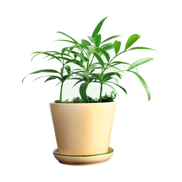 Potted — Stock Photo, Image